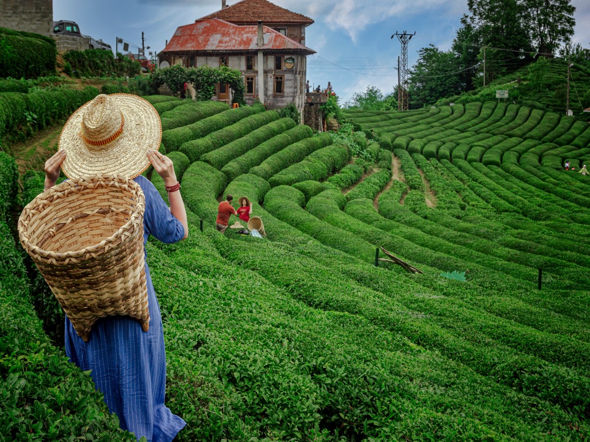 حقول مزارع الشاي في ريزا تركيا